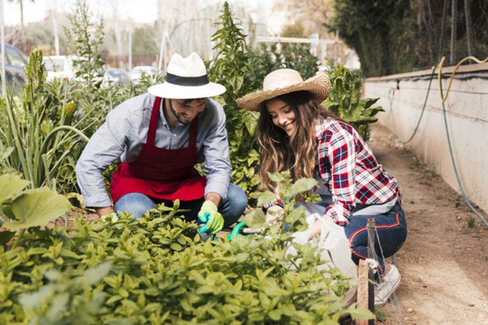 les-vertus-du-potager-entreprise Jardins partagés, collectifs : Cultiver les rapports humains