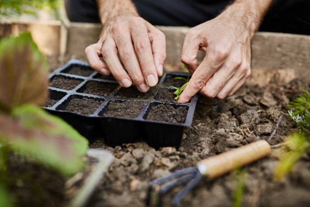 potager-collaboratif-pour-souder-collaborateurs