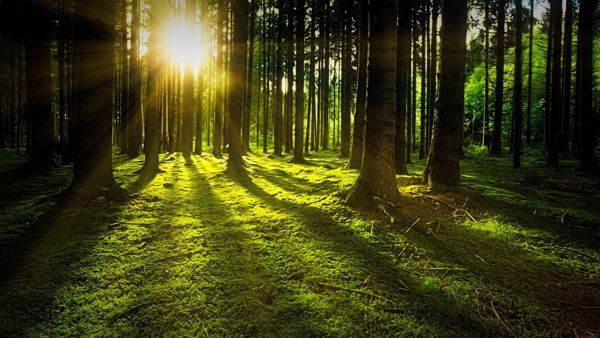 eco-responsable-preserve-foret