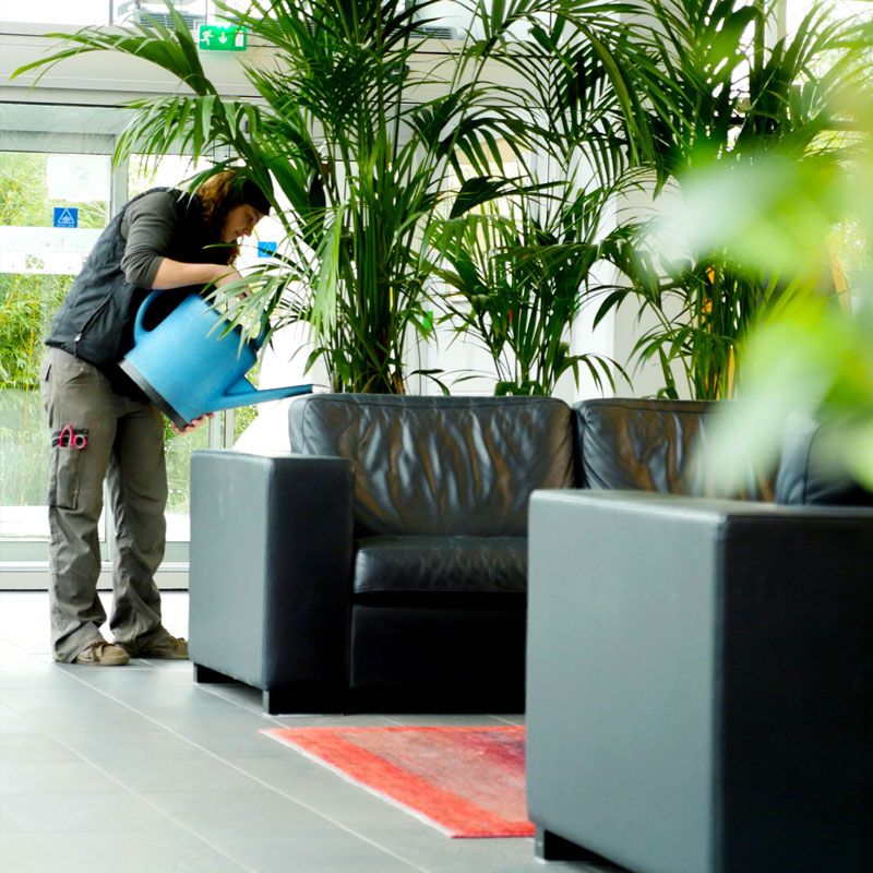 notre-histoire-nature-vegetale L'histoire de Nature Végétale Location de plantes et de mobilier