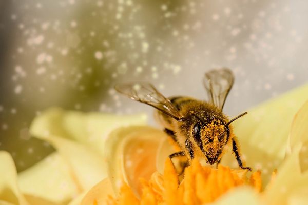 protege-insectes-eco-responsable