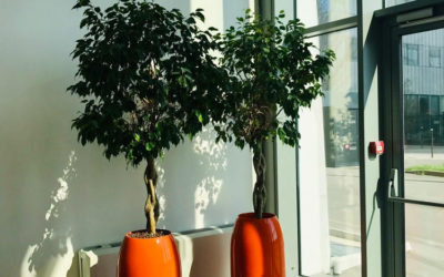 Location de mobilier végétal et location de plantes pour vos bureaux