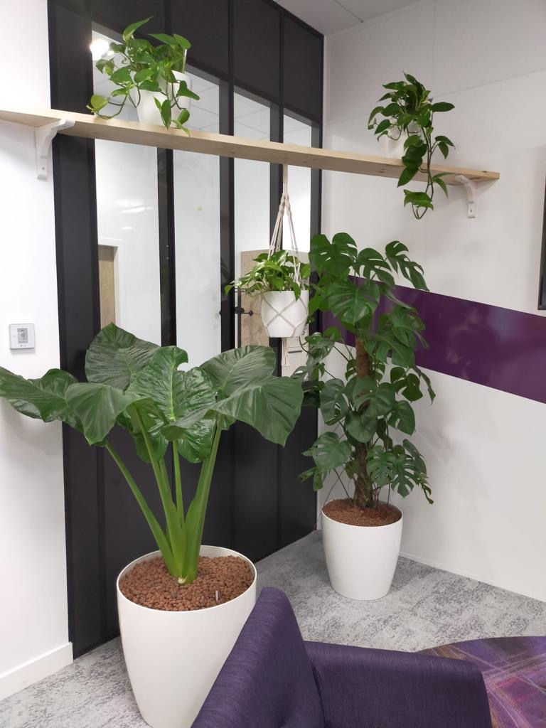 location de vegetaux pour bureaux location de vegetaux pour bureaux
