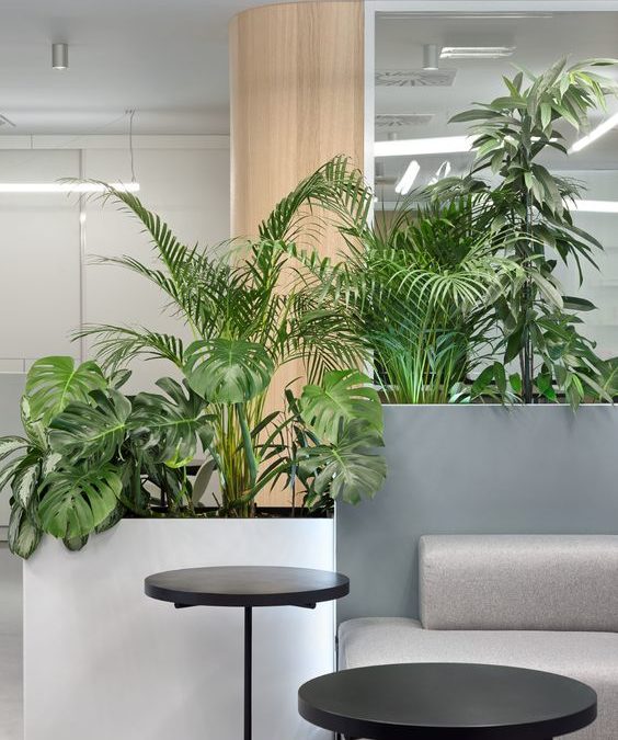 Décoration végétale pour aménager vos bureaux et espace de travail