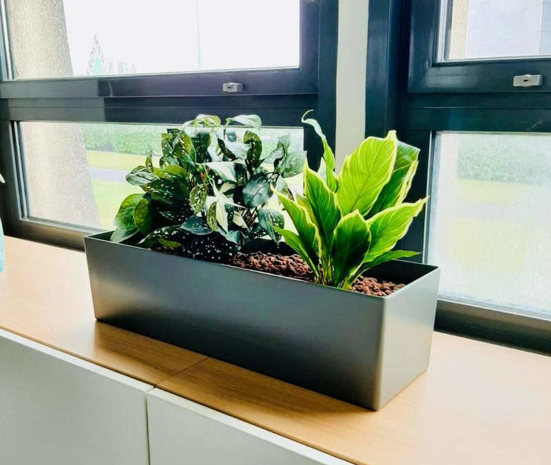 Transformez vos Bureaux avec nos Installations de Plantes et Pots sur-Mesure