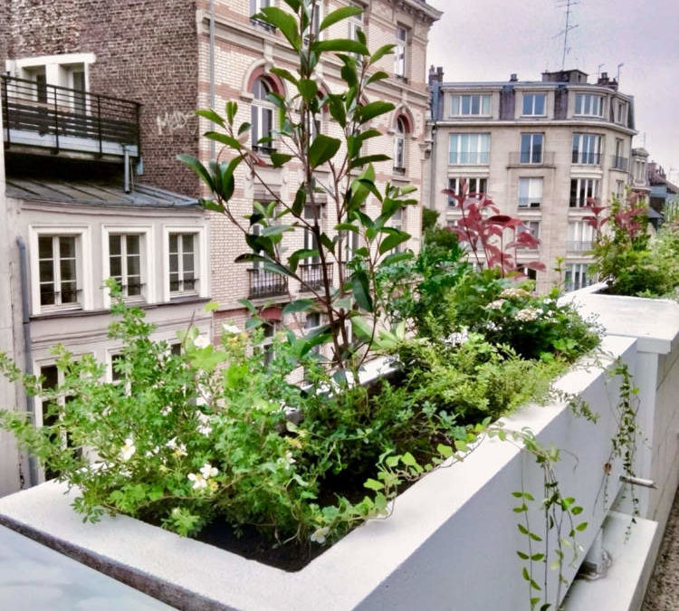 Transformation d’Espaces avec des Jardinières Végétalisées pour le Bien-être des Collaborateurs