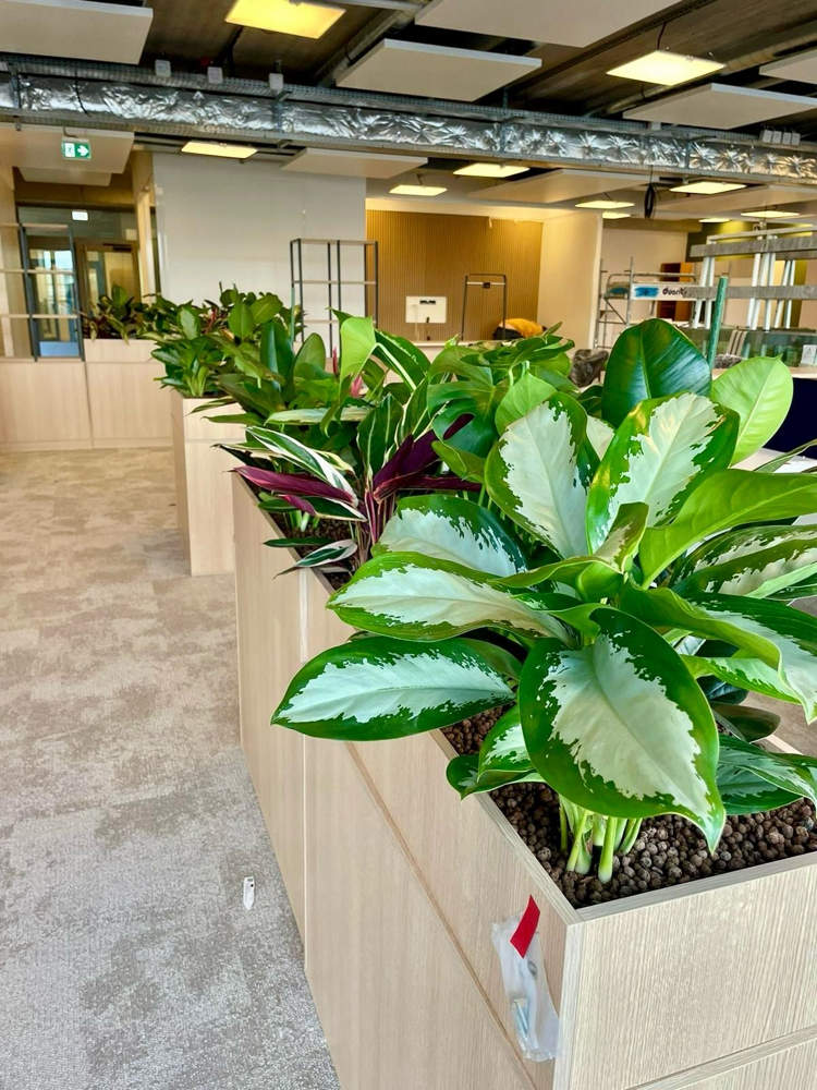 meuble de bureau avec plantes Jarinière sur meuble existant